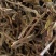 2020年勐库磨烈古树秋茶散料浓香蜜意