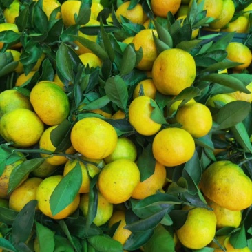 【宜昌精品】蜜橘大量供应，电商**，诚信代办