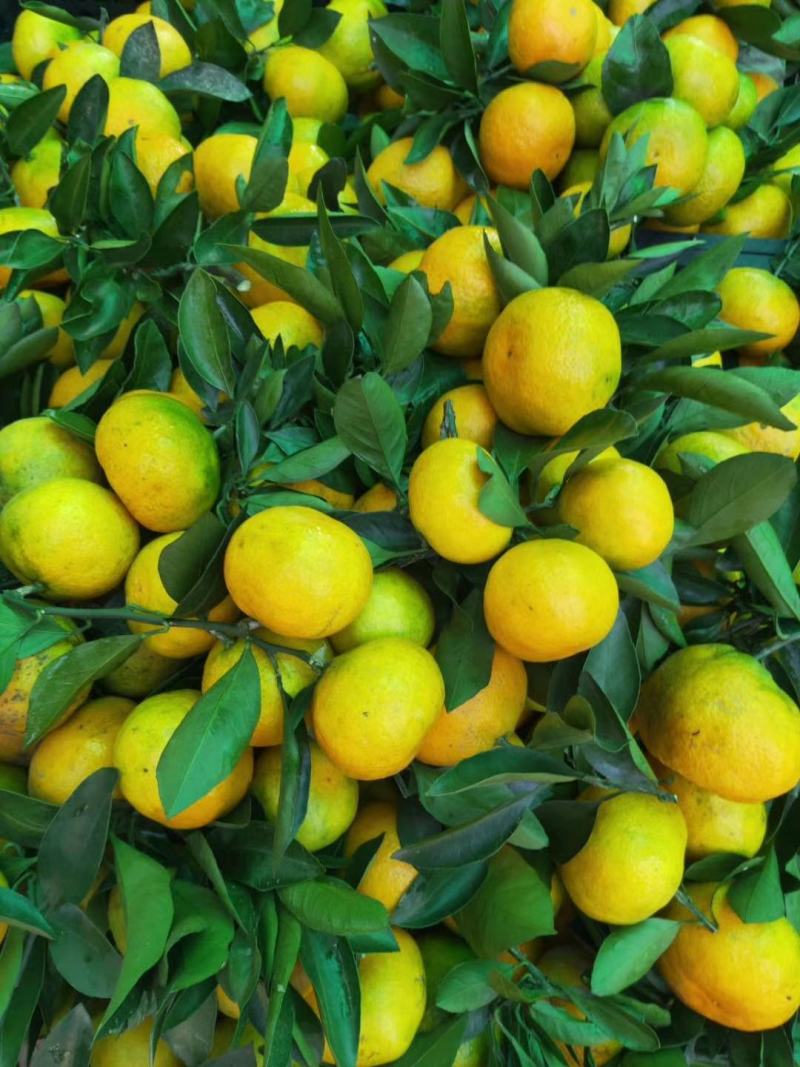 【宜昌精品】蜜橘大量供应，电商**，诚信代办