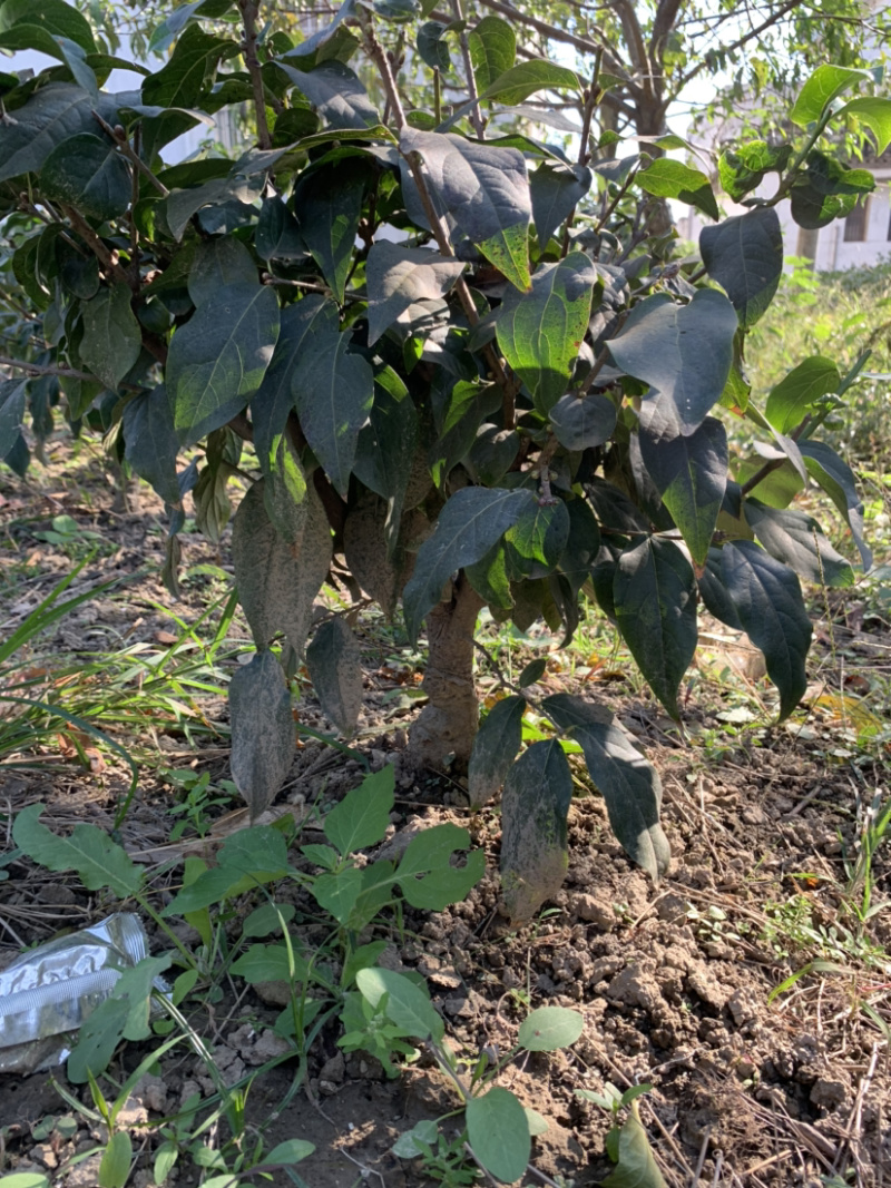 精品腊梅，嫁接腊梅，素心腊梅，檀香腊梅欢迎选购，价格真实