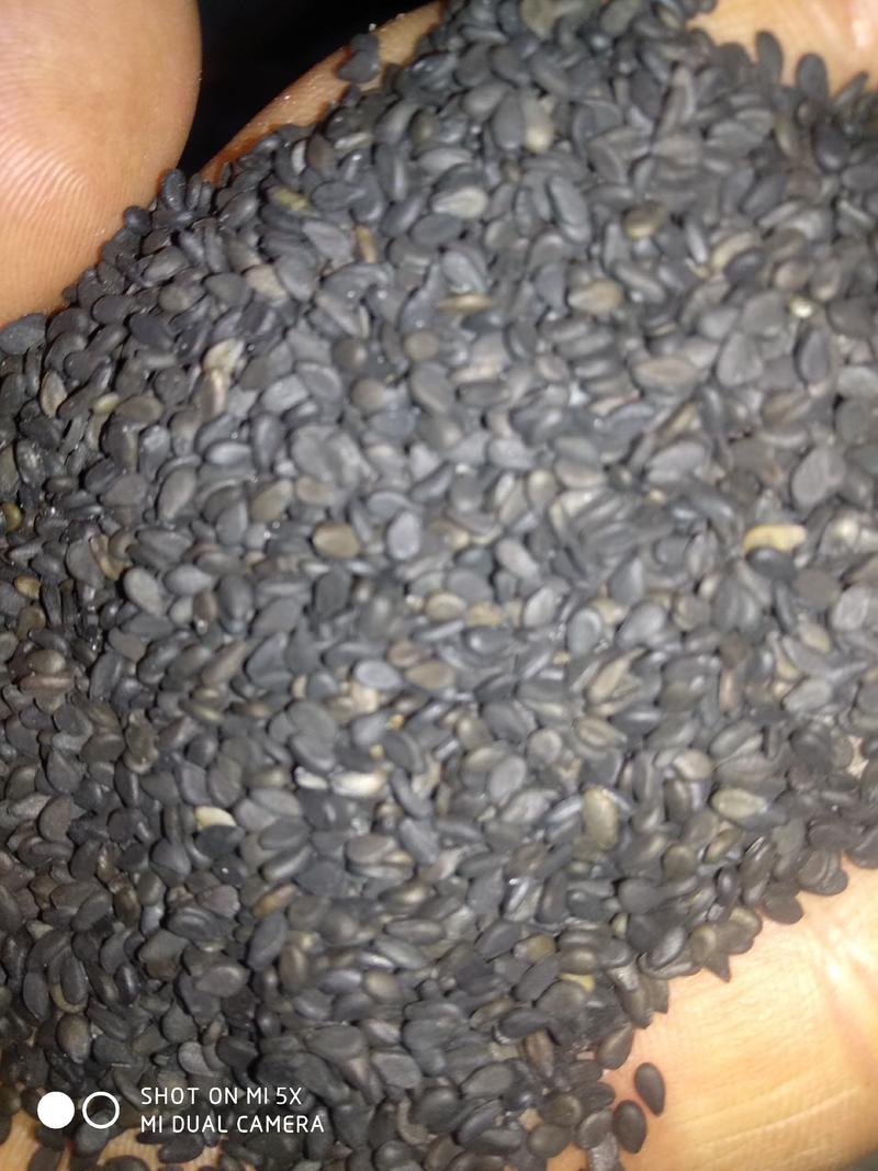 优质新黑芝麻（五谷杂粮）含油量高可用于榨油磨粉