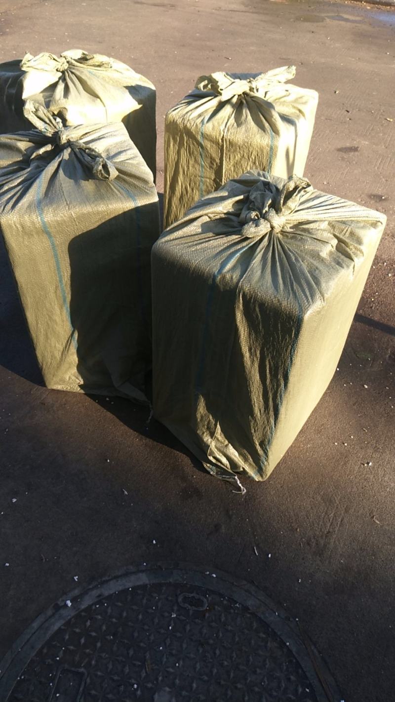 辽宁优质蟹苗精品全母放生苗活力好抗病力强一手货源产地直销