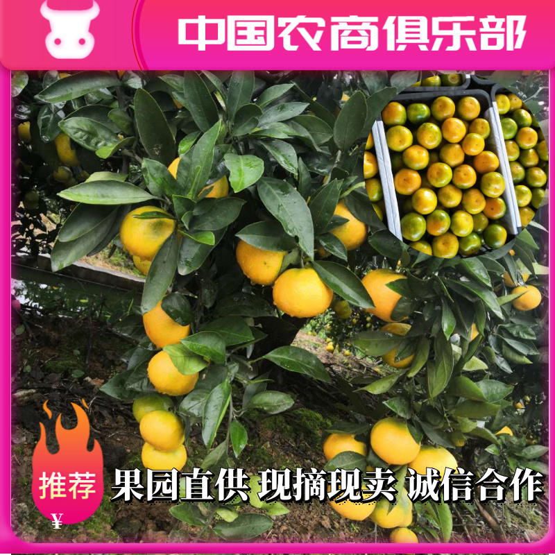 【特早蜜橘】蜜橘，柑橘已上市，量大从优皮薄肉厚入口化渣