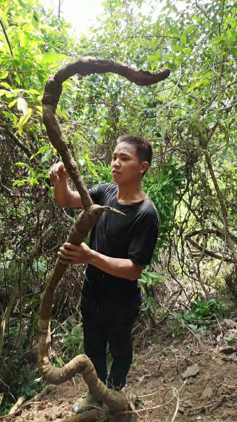 野生牛大力根，长期供应大量野生牛大力根，干品、鲜货都有。