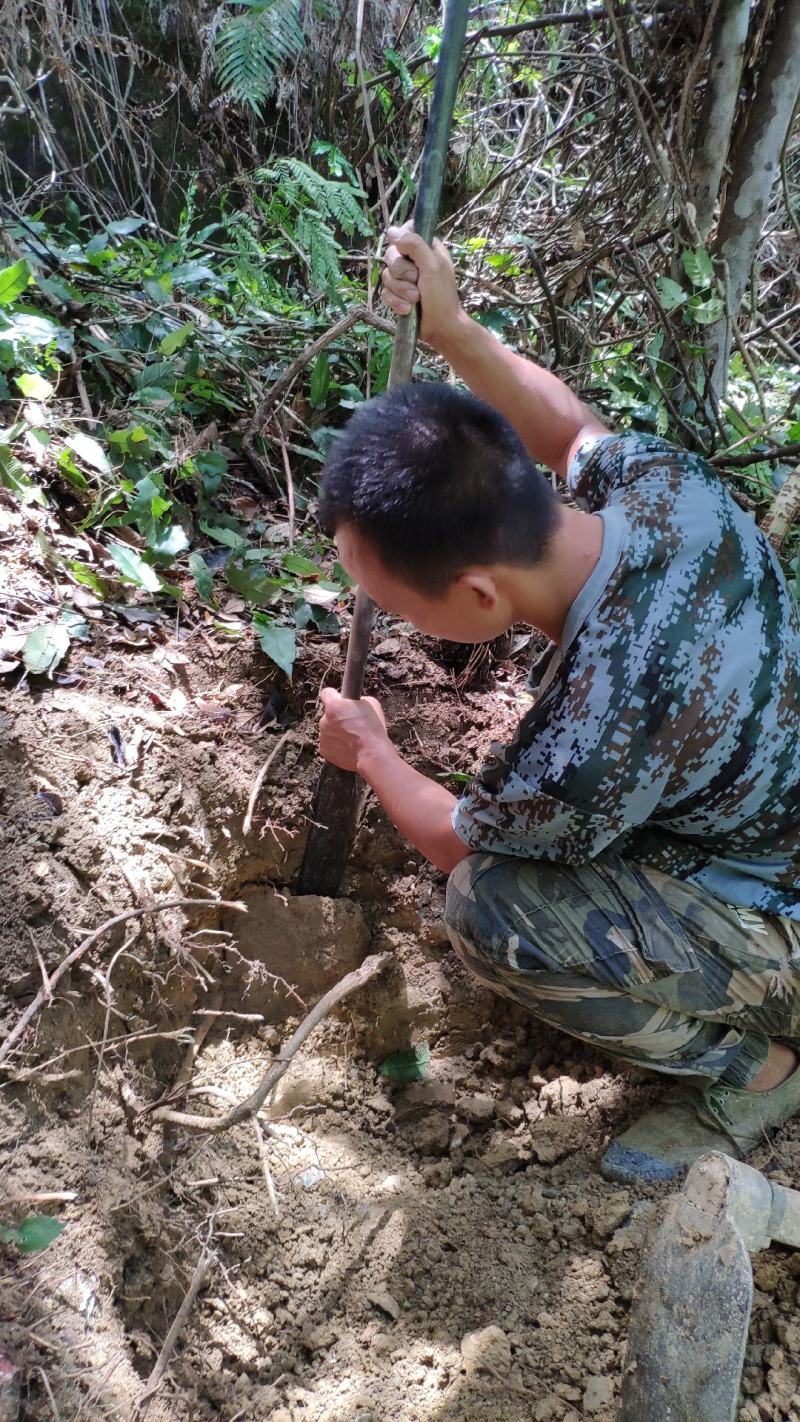 野生牛大力根，长期供应大量野生牛大力根，干品、鲜货都有。