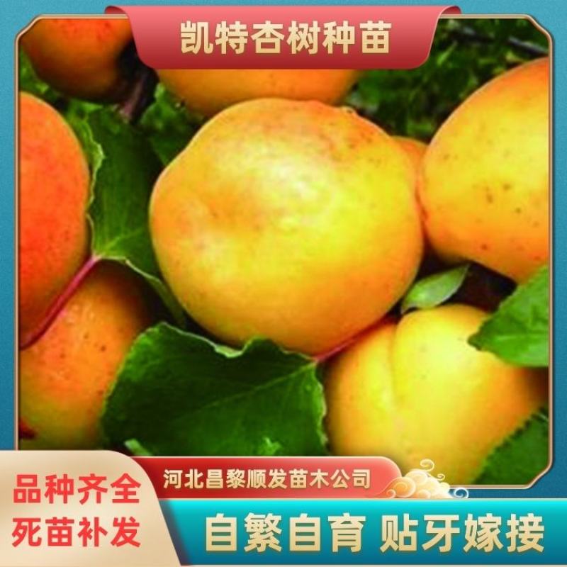 杏树，一棵也是批发价，2公分杏树，3公分杏树