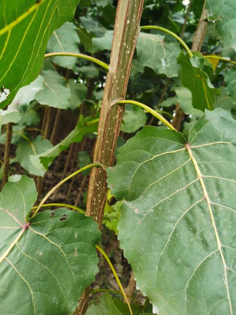 土耳其速生杨树苗规格齐全。苗圃直发包成活