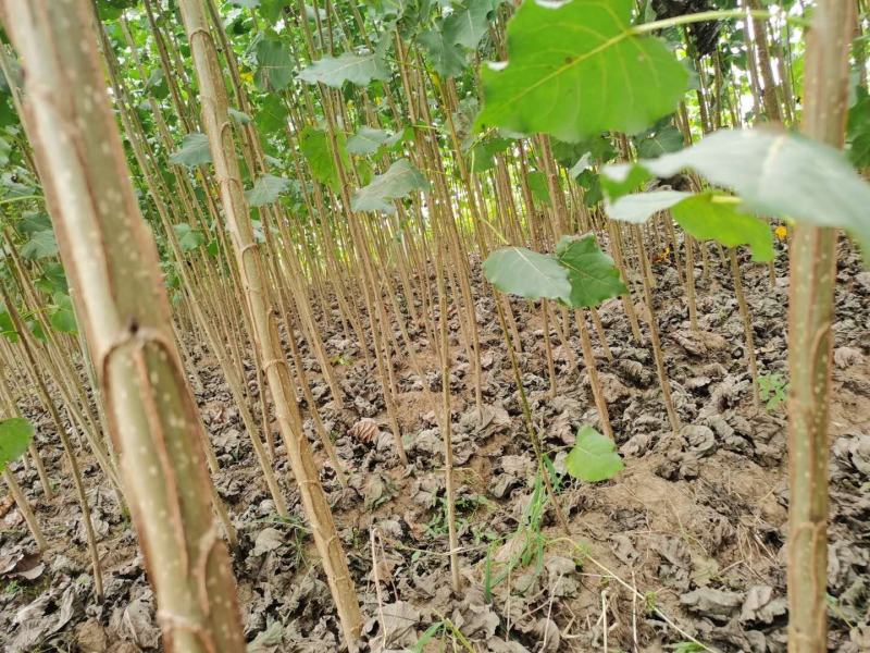 土耳其速生杨树苗规格齐全。苗圃直发包成活
