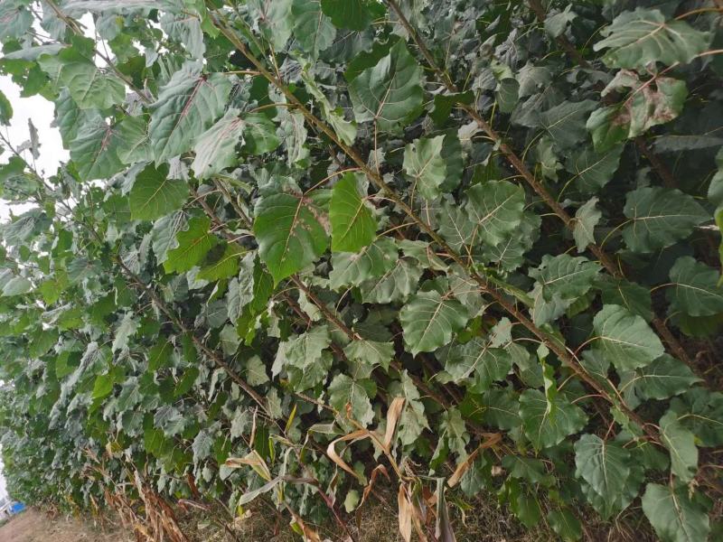 土耳其速生杨树苗规格齐全。苗圃直发包成活