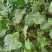 土耳其速生杨树苗规格齐全。苗圃直发包成活