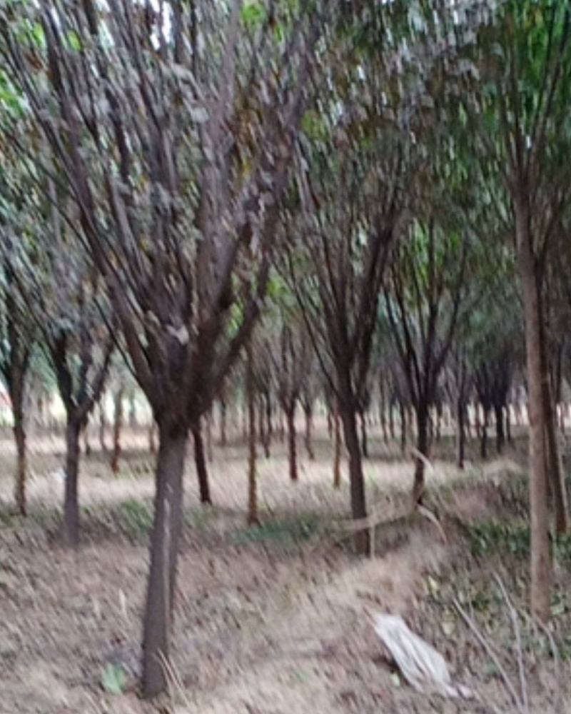 河南武陟供应红叶李，质量好，规格多，价格优，现挖现卖。