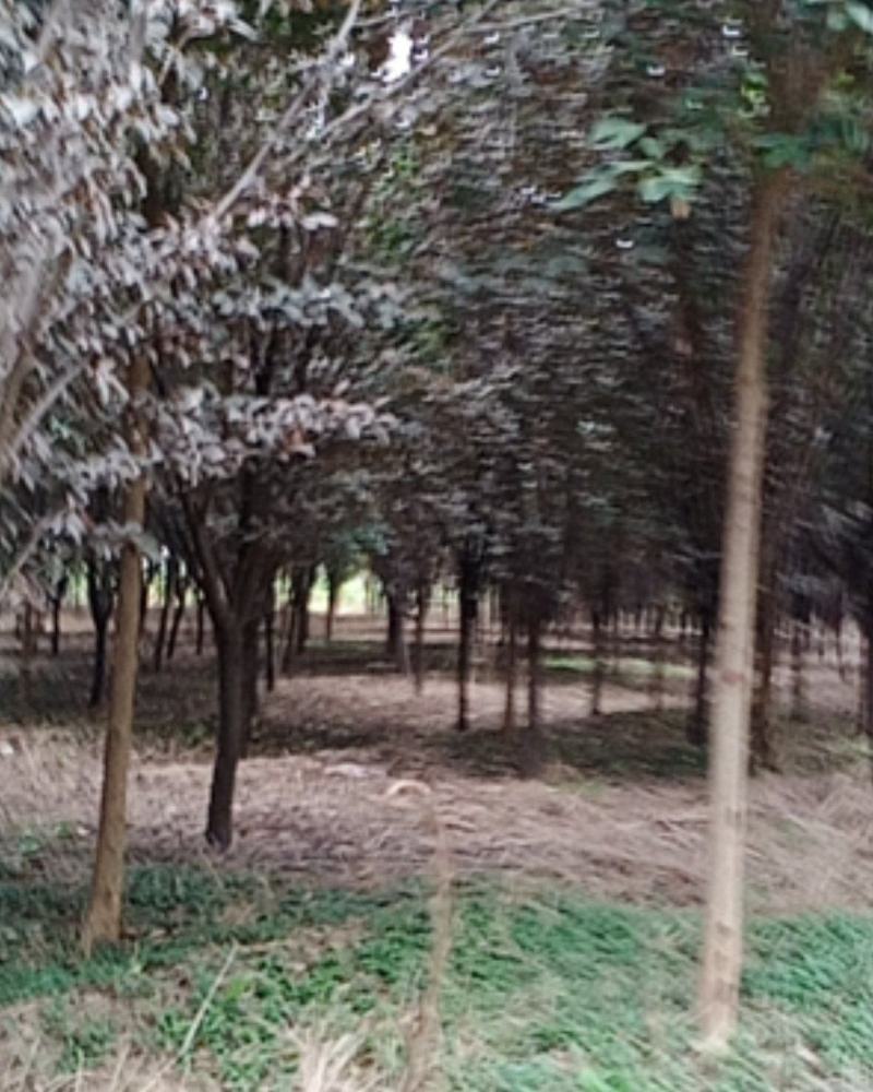 河南武陟供应红叶李，质量好，规格多，价格优，现挖现卖。