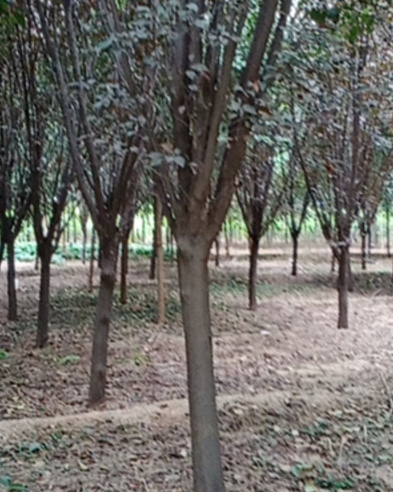 河南武陟供应红叶李，质量好，规格多，价格优，现挖现卖。