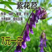 果园绿肥种籽光叶紫花苕种籽毛苕子种子养蜂蜜源植物牧草草籽