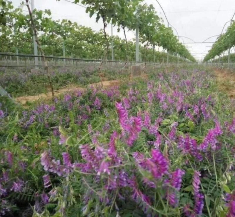 果园绿肥种籽光叶紫花苕种籽毛苕子种子养蜂蜜源植物牧草草籽