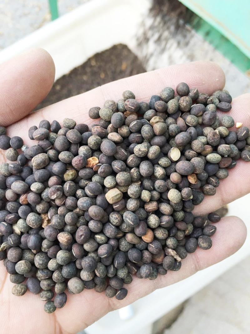 果园绿肥种籽光叶紫花苕种籽毛苕子种子养蜂蜜源植物牧草草籽