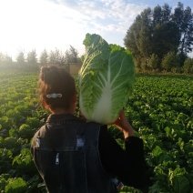 黄心包菜大量上市全国发货