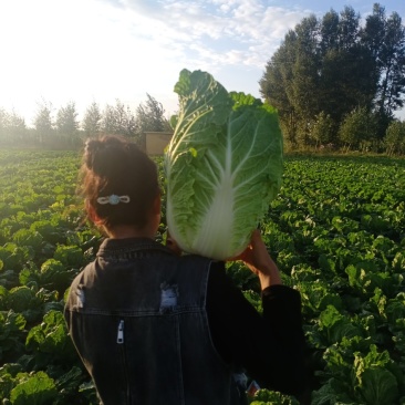 黄心包菜大量上市全国发货