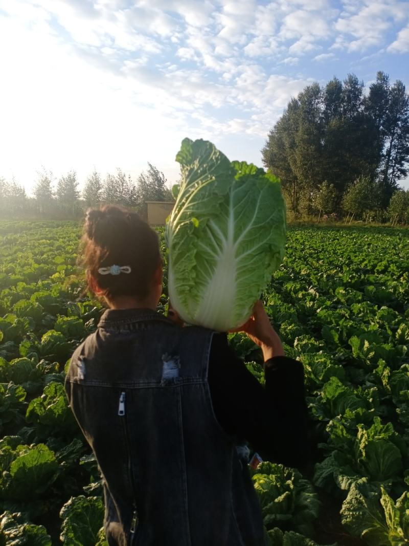 黄心包菜大量上市全国发货