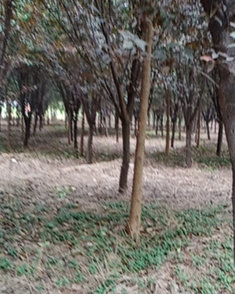 河南武陟供应红叶李，质量好，规格多，价格优，现挖现卖。