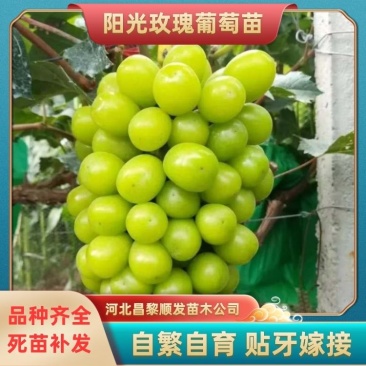葡萄苗，专业脱毒处理，繁育自根苗，嫁接苗，99%的成活率