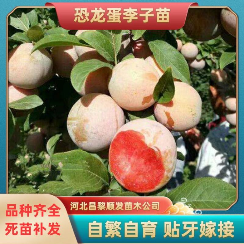 李子苗，自繁自育，脱毒处理，99%以上成活率，死苗补发