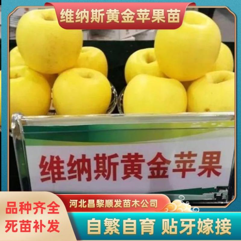 维纳斯黄金苹果苗，保品种，包技术，保成活，一棵也批发