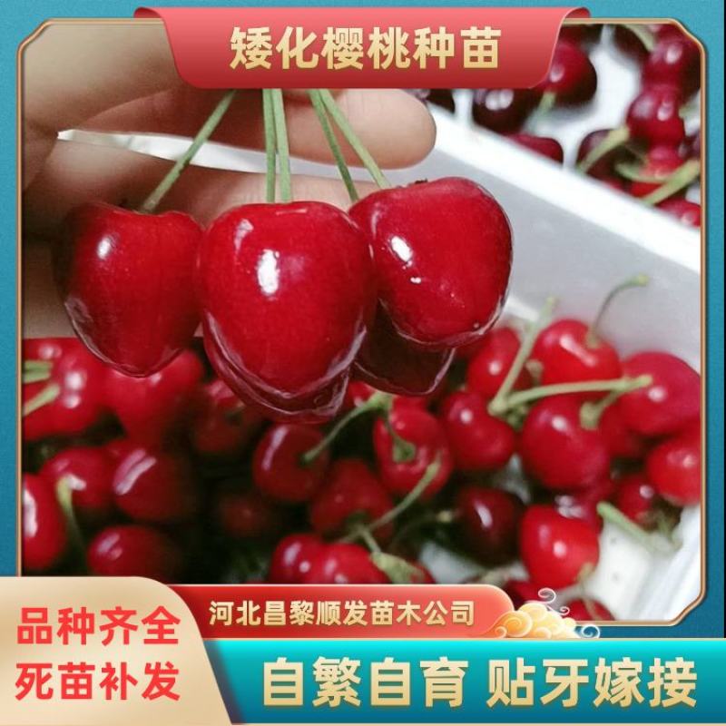 樱桃苗，沙蜜豆樱桃苗，保品种，保成活，一棵也是批发价