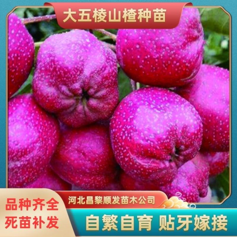山楂苗清地处理中，一棵也是批发价格，需要的抓紧联系