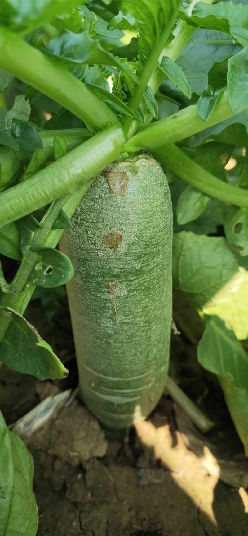 水果萝卜大量供应口感很好