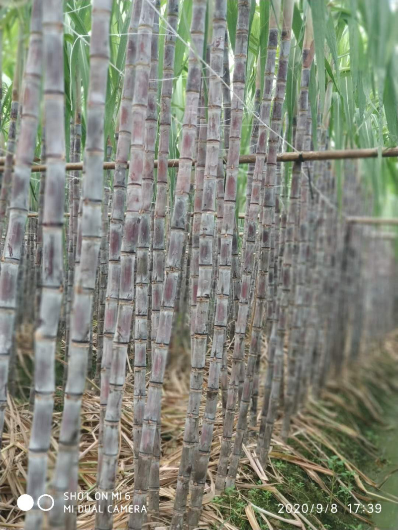 广东韶关黑皮甘蔗产地