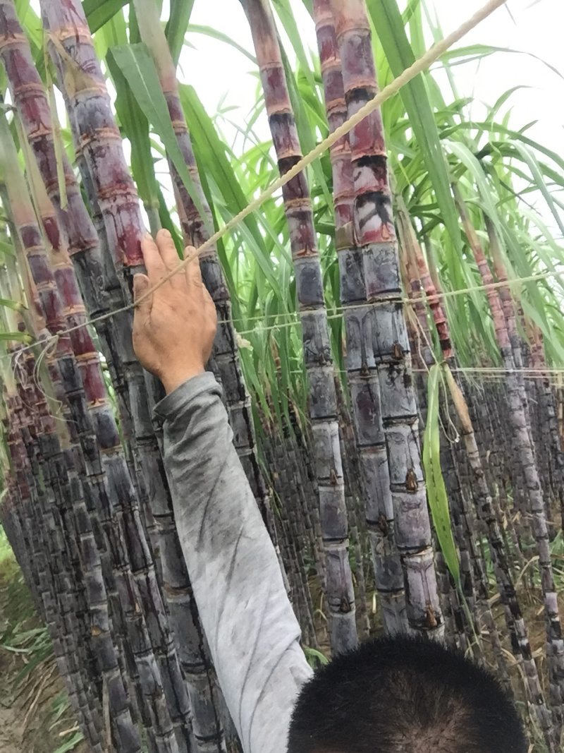 广东韶关黑皮甘蔗产地