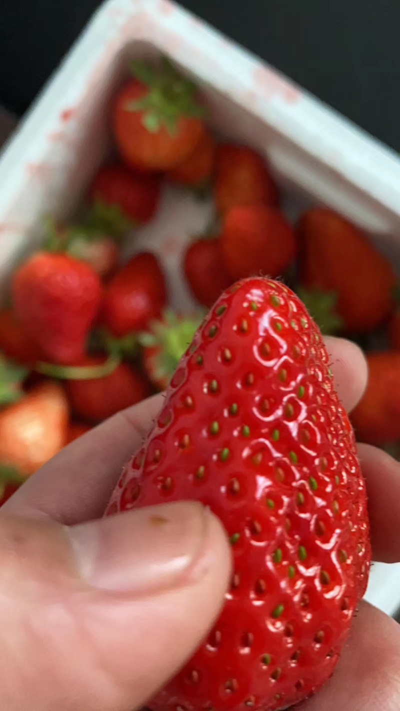 优质甜宝奶莓草莓🍓