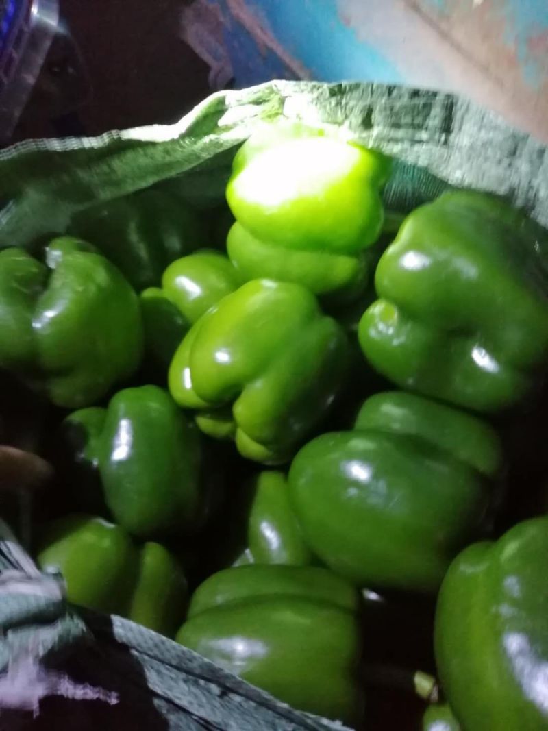 圆椒青岛莱西欢迎光临