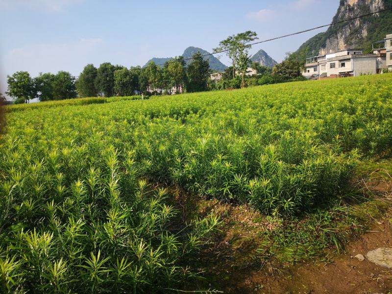 罗汉松苗，珍珠罗汉松日本罗汉松，小叶罗汉松
