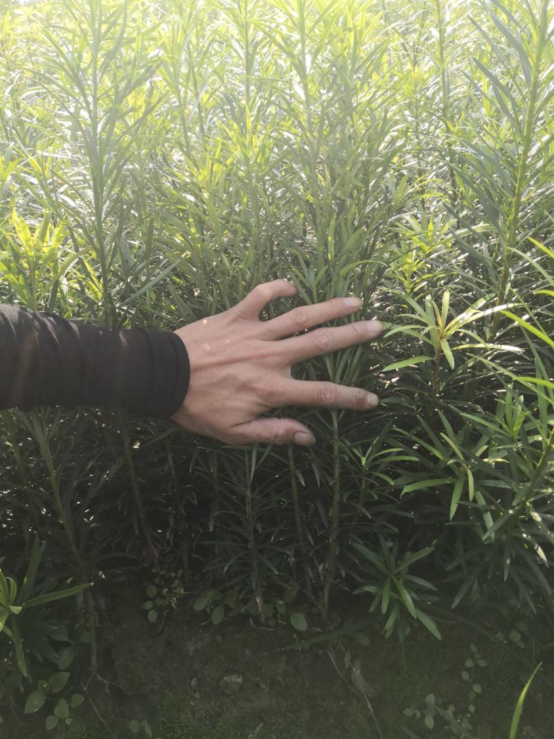 罗汉松苗，珍珠罗汉松日本罗汉松，小叶罗汉松