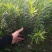 罗汉松苗，珍珠罗汉松日本罗汉松，小叶罗汉松