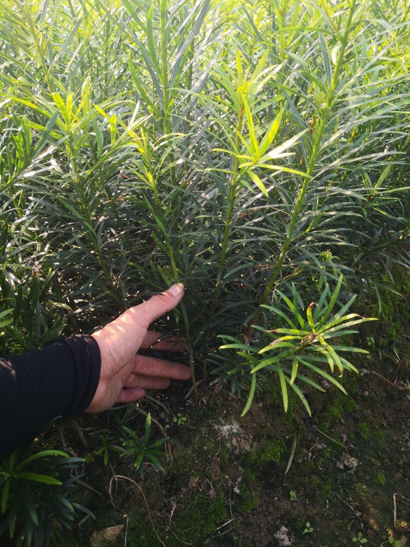 罗汉松苗，珍珠罗汉松日本罗汉松，小叶罗汉松