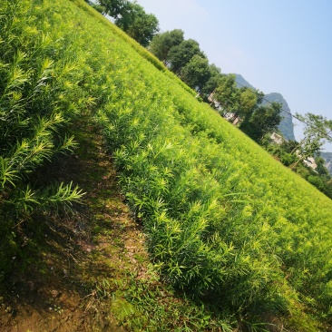 罗汉松苗，珍珠罗汉松日本罗汉松，小叶罗汉松