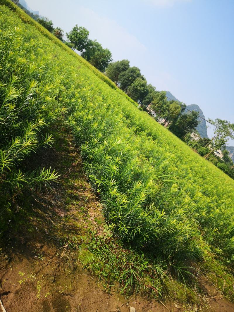 罗汉松苗，珍珠罗汉松日本罗汉松，小叶罗汉松