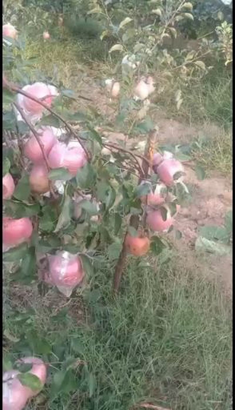 膜袋红富士苹果大量上市欢迎各位老板来采购