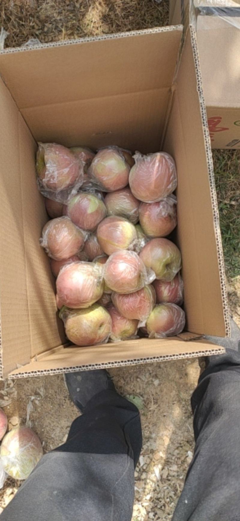浙江膜袋红富士苹果，诚信经营，代办专业，欢迎来电咨询合作