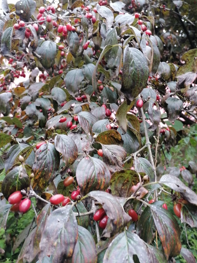 西峡县山茱萸是六味地黄丸主药