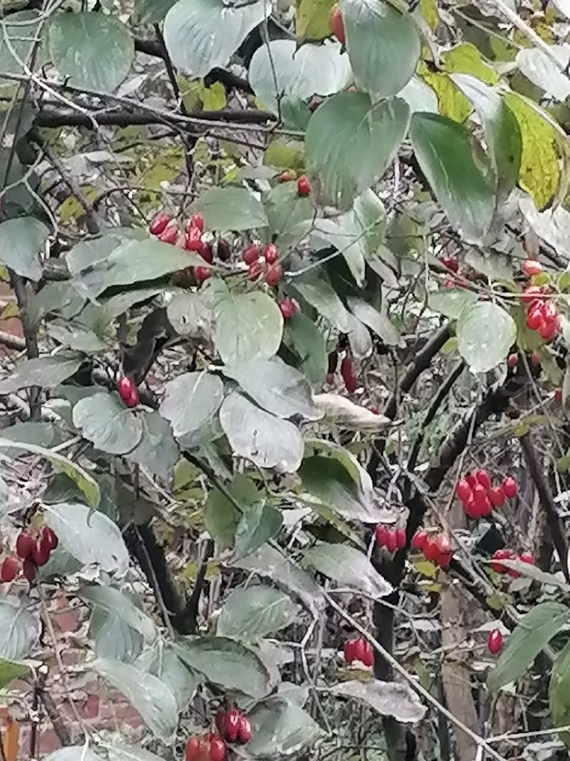 西峡县山茱萸是六味地黄丸主药