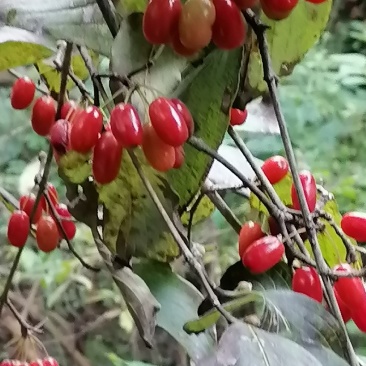 西峡县山茱萸是六味地黄丸主药