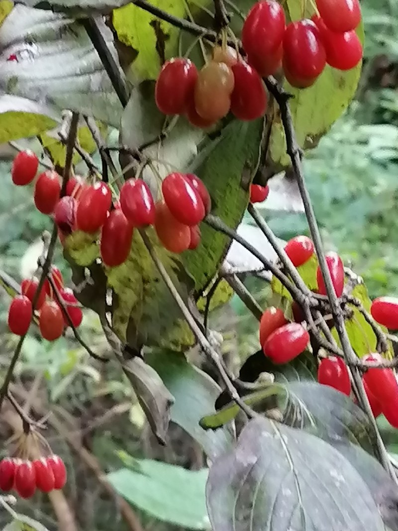 西峡县山茱萸是六味地黄丸主药