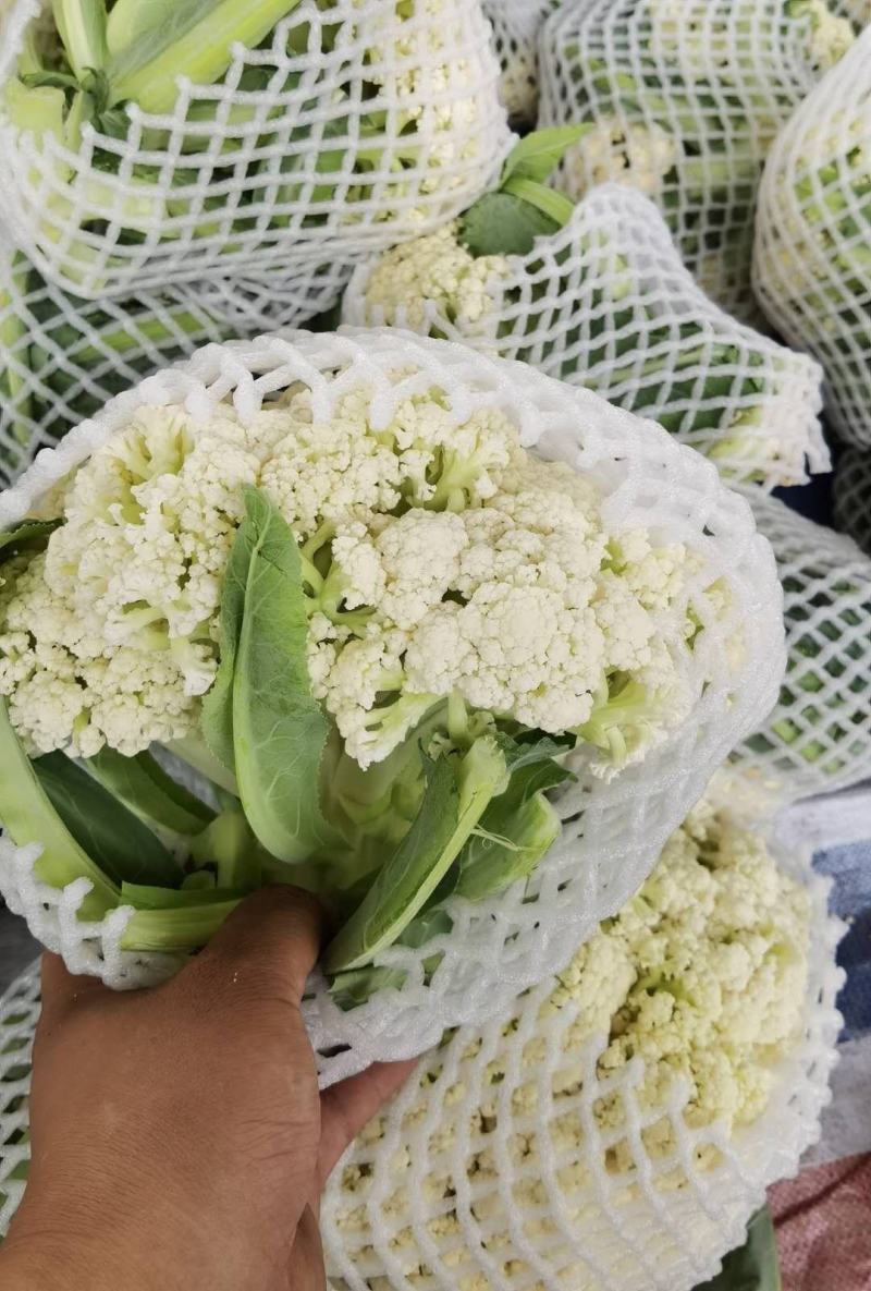 有机菜花，精品有机菜花，产地直发，保质保量，可发全国