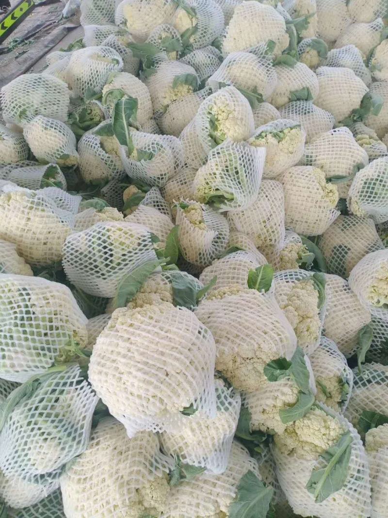 有机菜花，精品有机菜花，产地直发，保质保量，可发全国