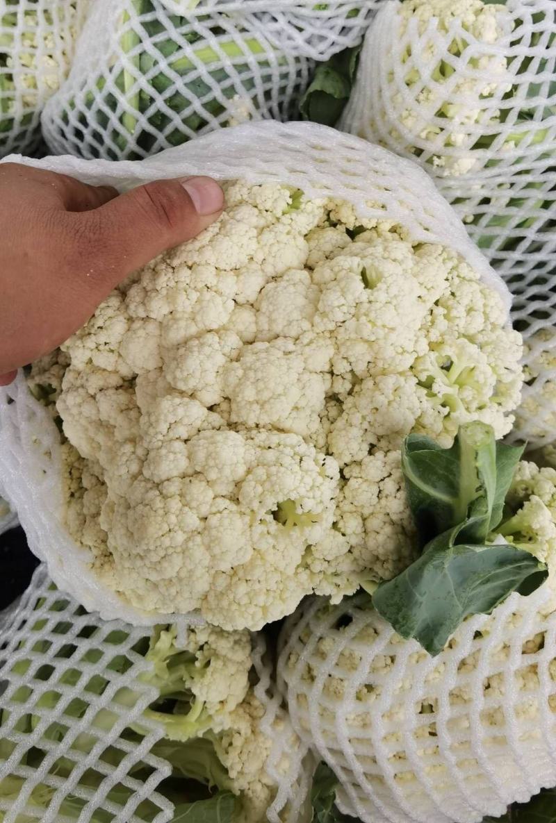有机菜花，精品有机菜花，产地直发，保质保量，可发全国