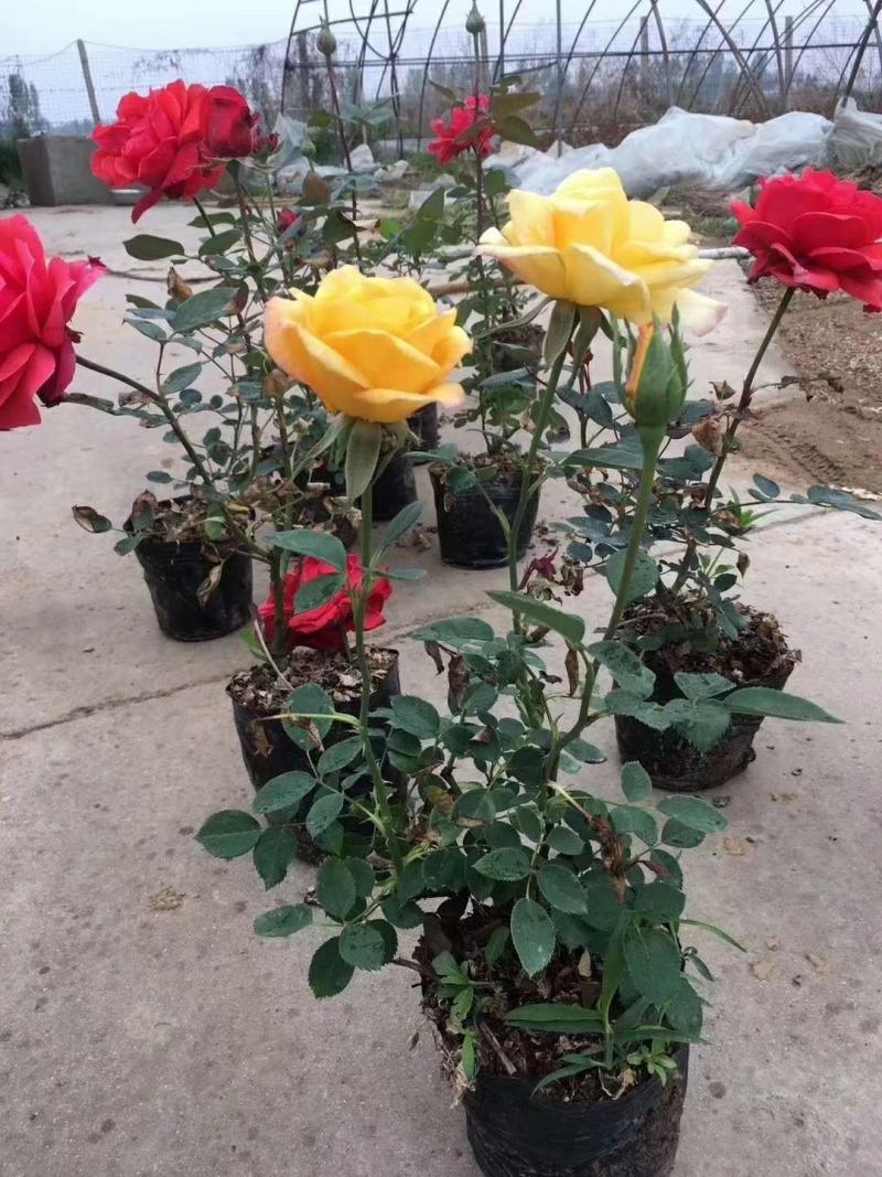 丰花月季大花月季地被月季月季盆花大花月季苗
